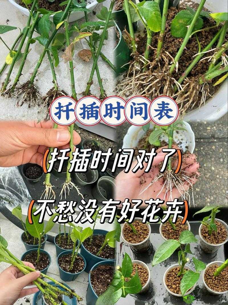 韩式 72 种扦插方式全解
