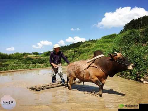 麻豆精产国品一二三产区区农民：辛勤耕耘的群体