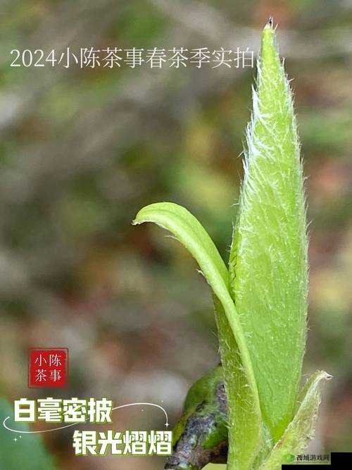 一号嫩叶草和二号嫩叶草的区别：特点与差异解析