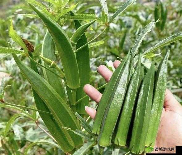 丝瓜芭乐荔枝秋葵免费汅：探索植物的奇妙世界