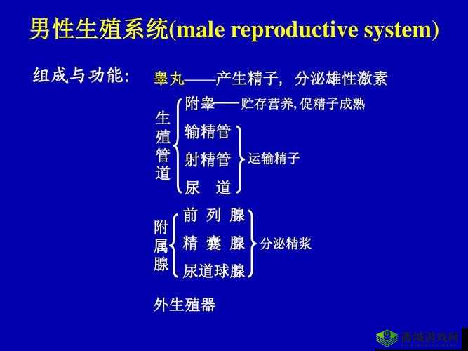 系统需要收集 n 多精子升级：打造最强生殖系统