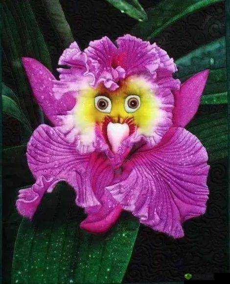 蘑菇头顶开花缝：大自然的奇妙杰作