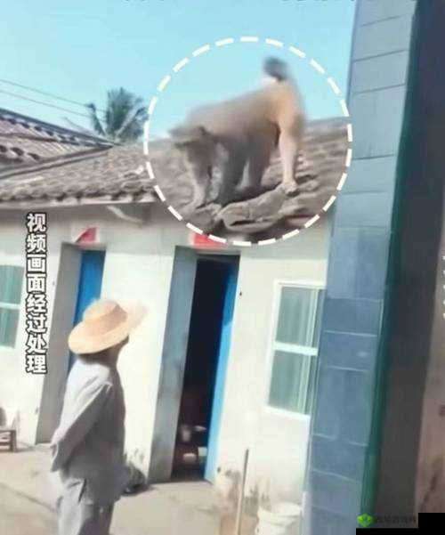 二人生猴子全程不盖被子：禁忌背后的探索之路