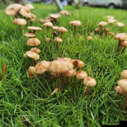 铇戣弴mogu瀹樻柟缃戠珯：精彩呈现