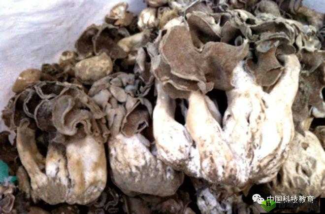 紫黑色蘑菇头顶开花缝：奇妙的自然现象
