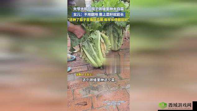 秋葵视频、草莓视频、向日葵视频、丝瓜视频：精彩不断，满足你的视觉需求