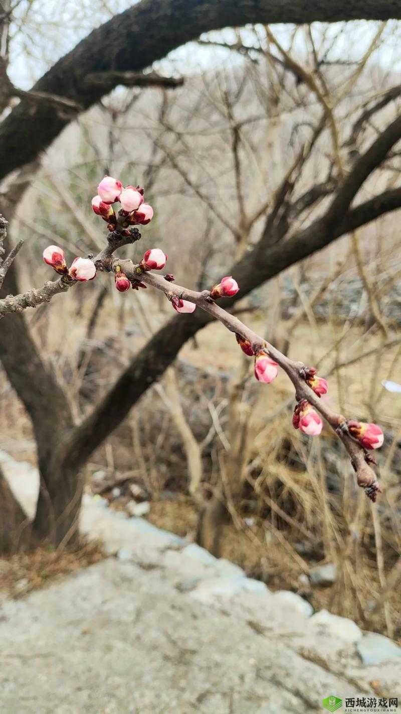 剑侠桃花漫山间，侠缘回首情万千