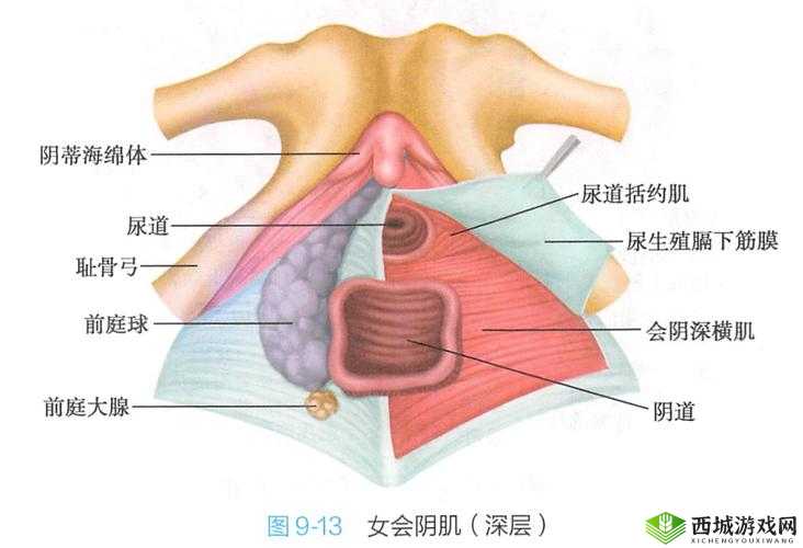 24 种阴脣图示全展示