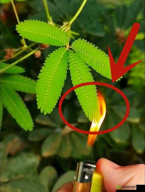 含羞草打扑克：羞涩与疼痛交织的游戏
