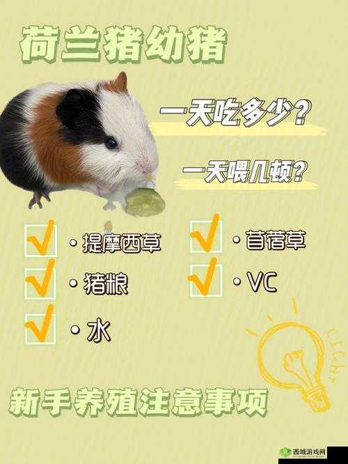 荷兰猪喂养全攻略，掌握资源管理智慧，科学养育宠物荷兰猪