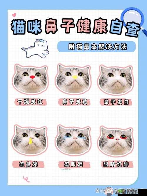 全面解析猫咪鼻子干湿度，了解猫咪健康状态的重要指标