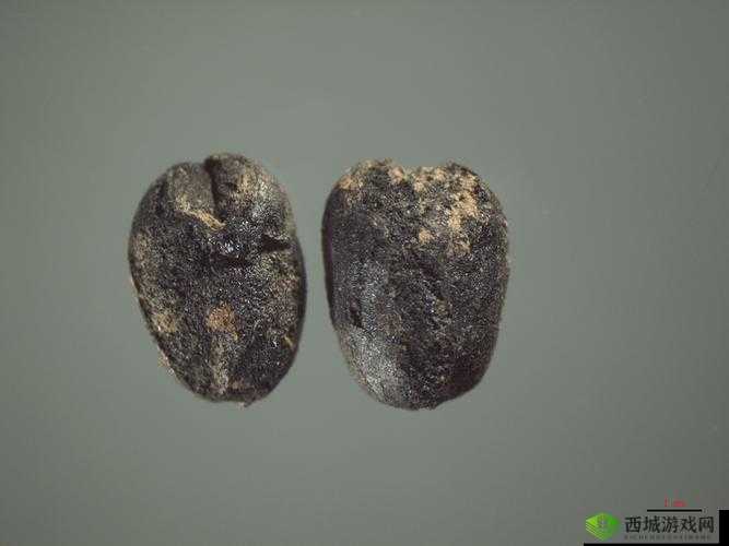 北京出土三千年前植物种子，解锁古代生态与文明奥秘的珍贵钥匙