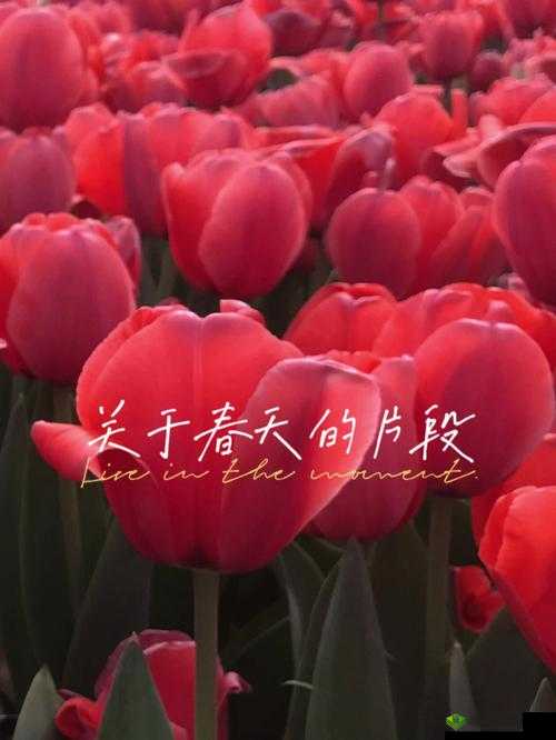 春意搞基影院：带你领略春天的浪漫与激情
