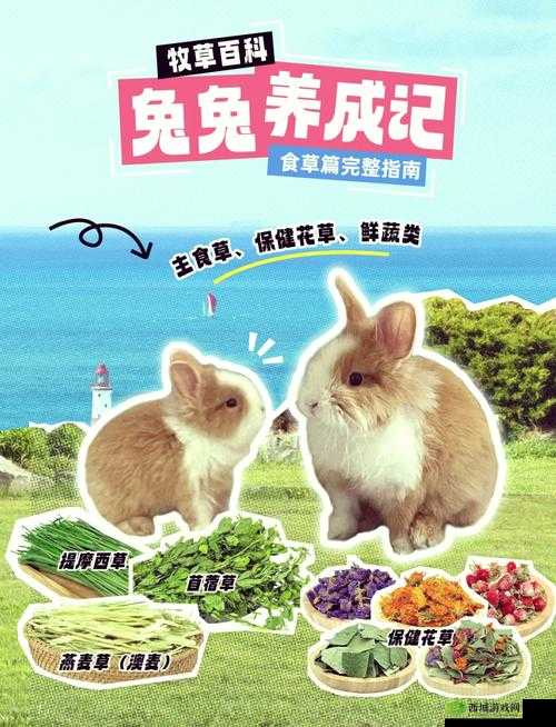 动物餐厅野餐兔子如何解锁？其独特用途又隐藏着哪些惊喜？